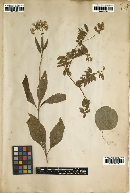Tephrosia spicata (Walt) Torr. & A.Gray - BM001047035