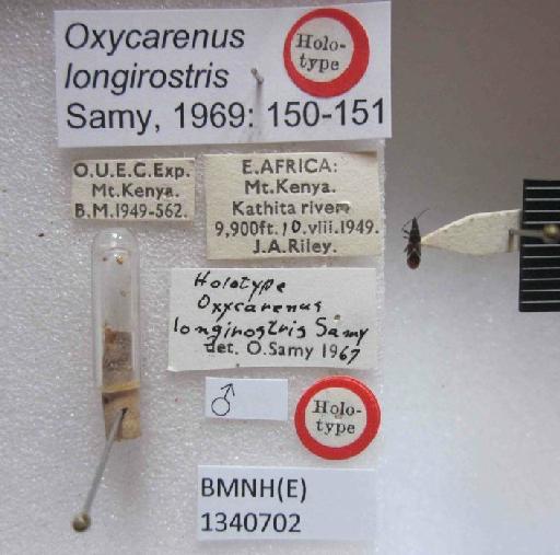 Oxycarenus (Pseudoxycarenus) longirostris Samy, 1969 - Oxycarenus (Pseudoxycarenus) longirostris-BMNH(E)1340702-Holotype male_Labels