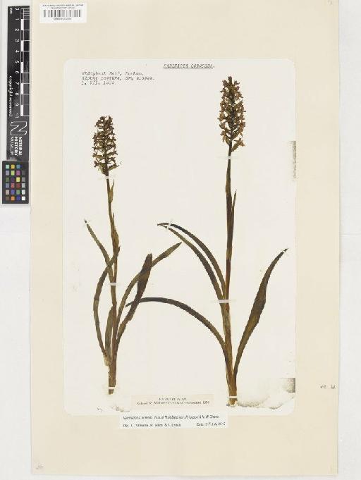Gymnadenia borealis (Druce) R.M.Bateman, Pridgeon & M.W.Chase - BM001116864