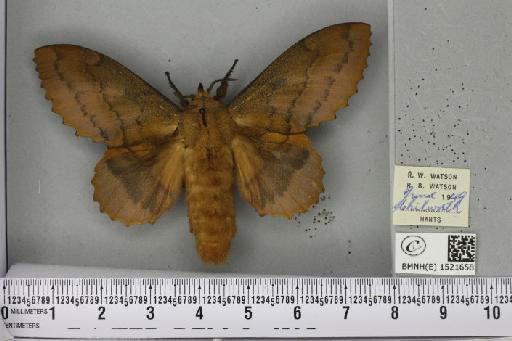 Gastropacha quercifolia (Linnaeus, 1758) - BMNHE_1521658_198613