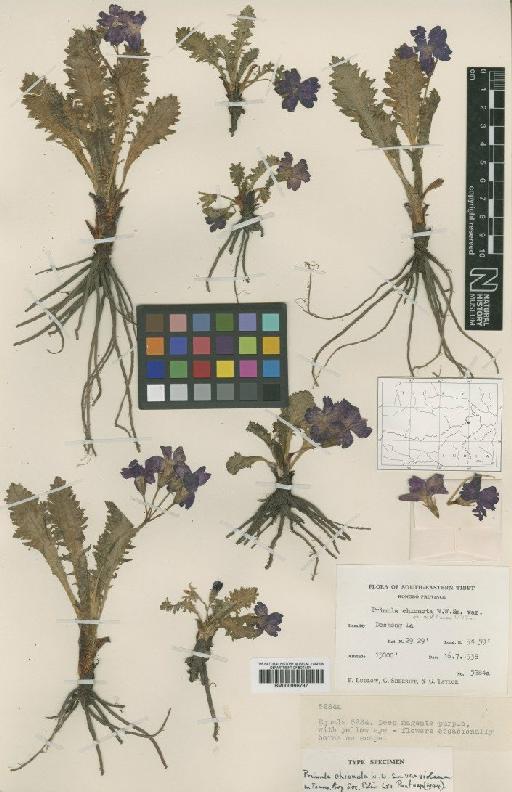 Primula chionota var. violacea W.W.Sm. - BM000996797