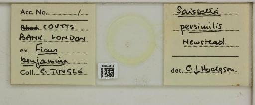 Saissetia persimile Newstead, 1917 - 014321696__