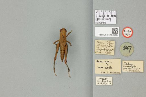 Utanacris pulchra Miller, N.C.E., 1934 - 012498395_71574_84593