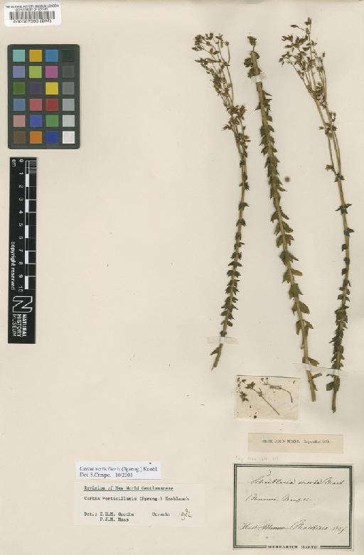 Curtia verticillaris (Spreng.) Knobl. - BM000567393