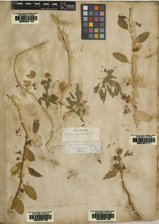 Capparis zeylanica L. - BM000621702