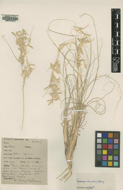 Cymbopogon schoenanthus (L.) Spreng. - BM000609396