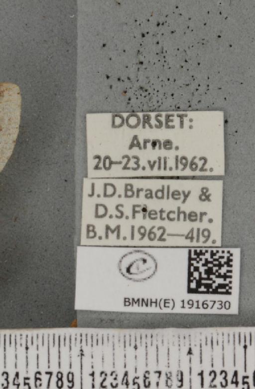 Ectropis crepuscularia (Denis & Schiffermüller, 1775) - BMNHE_1916730_label_483497