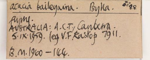 Acizzia acaciae-baileyanae Froggatt, 1901 - 010715744_additional