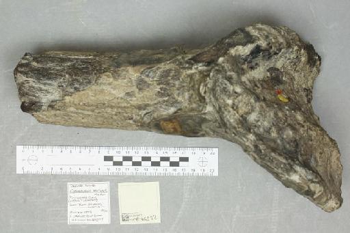 Omosaurus hastiger Owen, 1877 - 010039472_L010221223