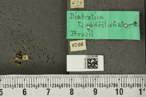 Diabrotica biannularis Harold, 1875 - Joanna_021226_19919