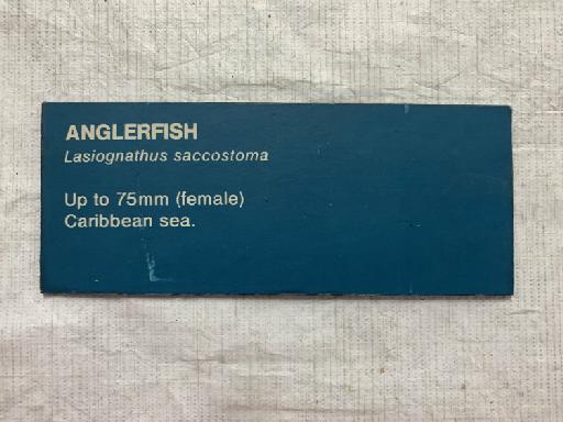 Lasiognathus saccostoma Regan, 1925 - BMNH 2021.8.31.288, Lasiognathus saccostoma, gallery label