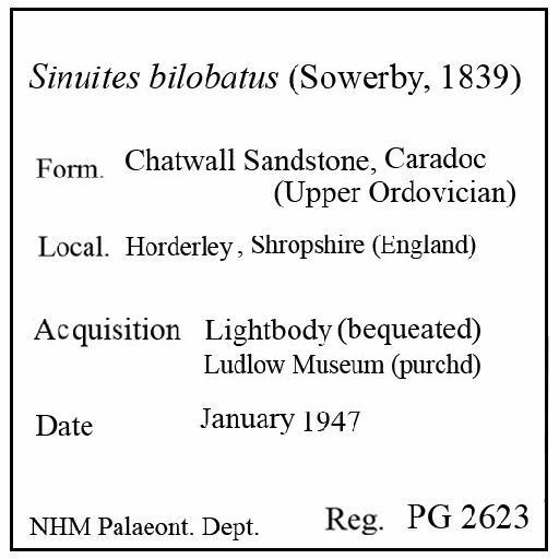 Sinuites bilobatus (Sowerby, 1839) - PG 2623. Sinuites bilobatus (label)