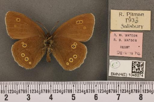 Aphantopus hyperantus (Linnaeus, 1758) - BMNHE_1046074_22634