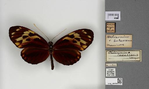 Heliconius lucescens Weymer - 015052708_Heliconius_pardalinus_lucescens_Dorsal