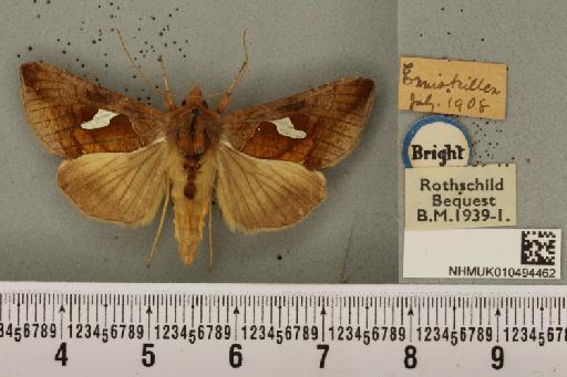 Autographa bractea ab. bracteana Strand, 1916 - NHMUK_010494462_550116