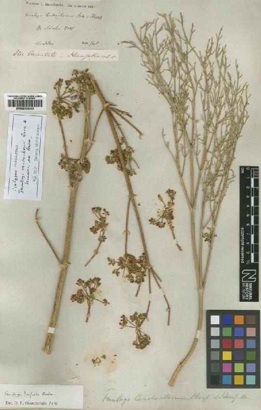 Ferulago angulata subsp. carduchorum (Hausskn) Chamberlain - BM000885350