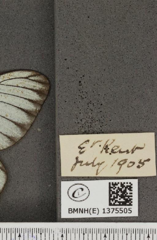 Aporia crataegi (Linnaeus, 1758) - BMNHE_1375505_label_160807