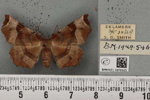 Selenia tetralunaria ab. nigrescens Cockayne, 1949 - BMNHE_1876925_449364