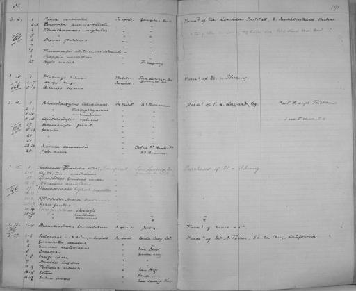 Pimelodus maculatus Lacepède, 1803 - Zoology Accessions Register: Reptiles & Fishes: 1878 - 1892: page 191