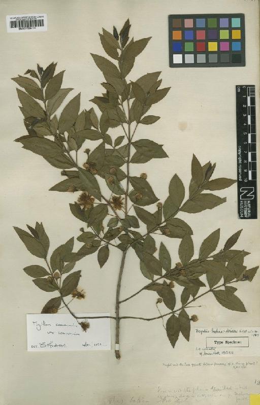 Myrtus communis subsp. communis L. - BM001025714