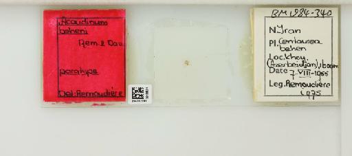 Acaudinum (Protacaudinum) beheni Remaudiere & Davatchi, 1959 - 014762291_112424_1092579_157750_Type