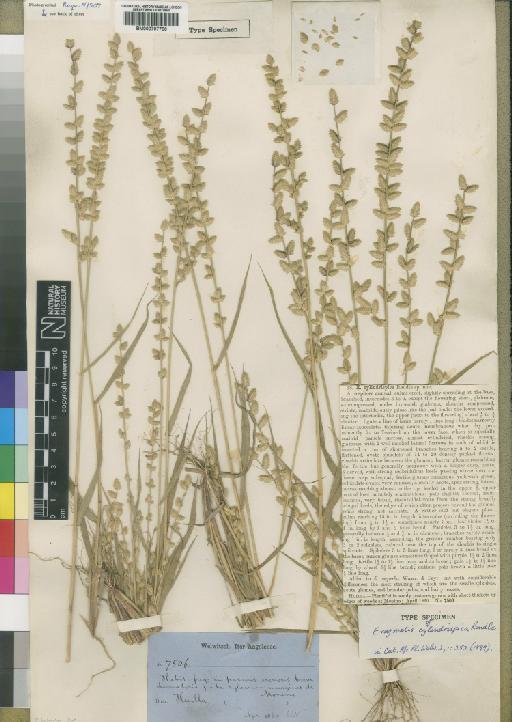 Eragrostis cylindrispica Rendle - BM000797700