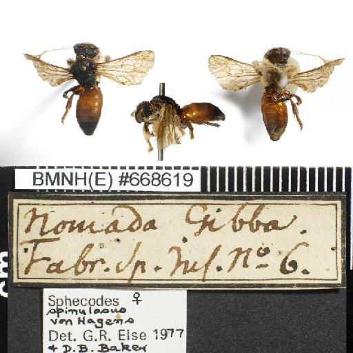 Sphecodes spinulosus Hagens, 1875 - Nomada_gibba-BMNH(E)#668619-habiti