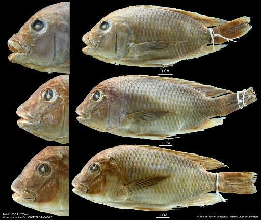 Petrochromis famula Matthes & Trewavas, 1960 - BMNH 1950.4.1.7636-41 Petrochromis famula, HOLOTYPE & PARATYPE