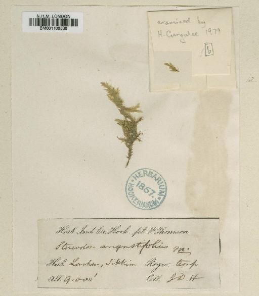 Entodon angustifolius (Mitt.) A.Jaeger - BM001108588
