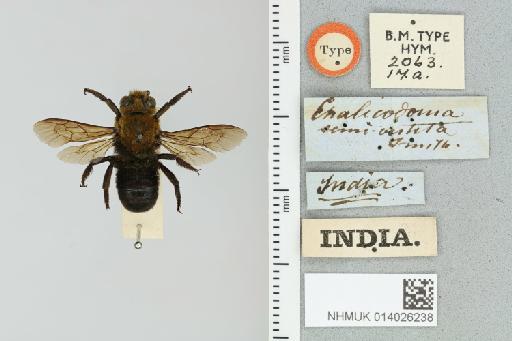Megachile (Pseudomegachile) semivestita (Smith, F., 1853) - 014026238_835598_600217-