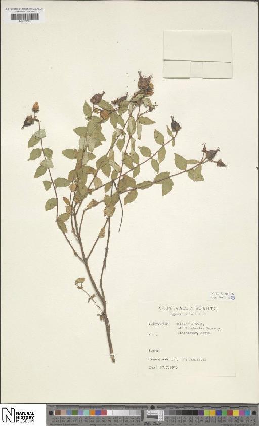 Hypericum bellum subsp. bellum - BM001202082