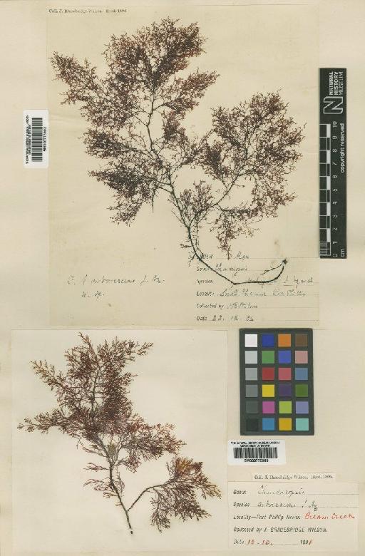 Chondria arborescens (J.Agardh) De Toni - BM000773982