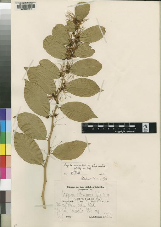 Capparis viminea var. orthacantha (Gilg-Ben.) Dewolf - BM000629570