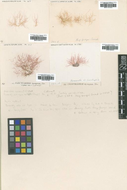 Anotrichium tenue var. thyrsigerum (Thwaites ex Harv.) H.S.Kim & I.K.Lee - BM001004006