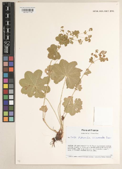 Alchemilla subcrenata Buser - BM014117729