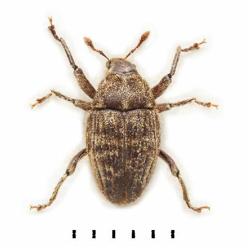Psepholax sulcatus White, 1843 - Psepholax sulcatus-BMNH(E)1237654-dorsal colour