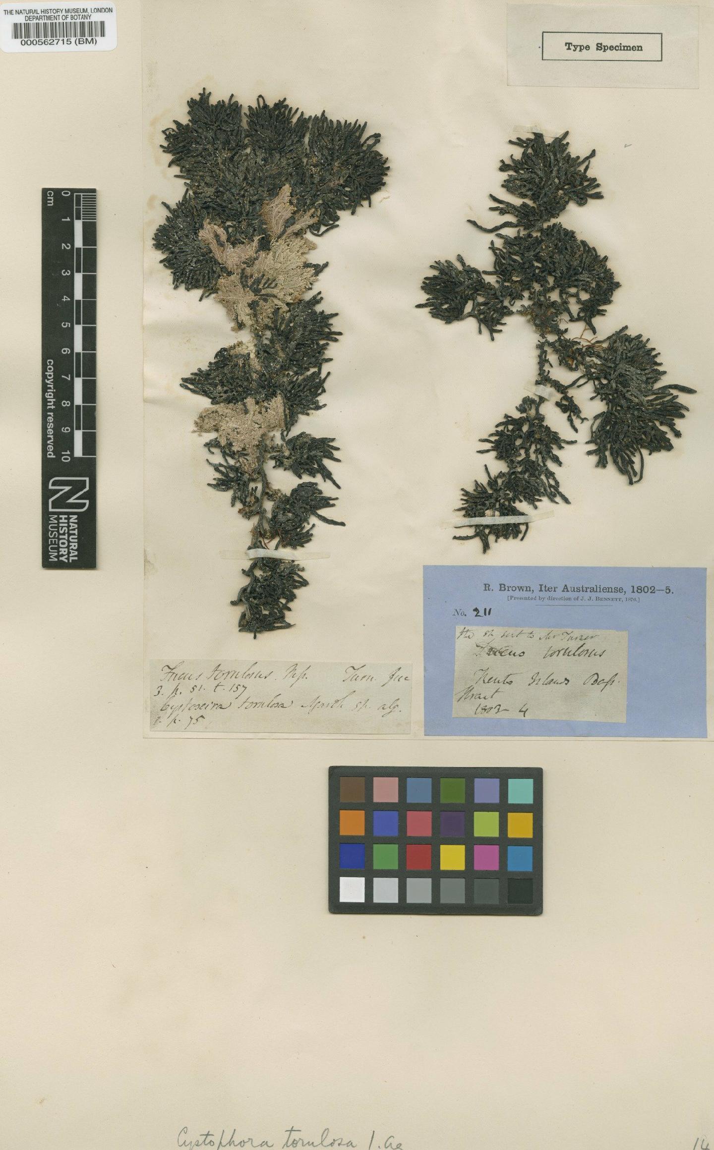 To NHMUK collection (Cystophora torulosa (R.Br.) J.Agardh; Type; NHMUK:ecatalogue:4721943)