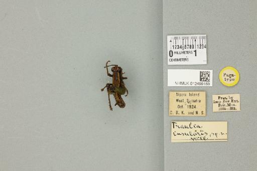 Traulia insularis Willemse, 1928 - 012499159_71538_84519