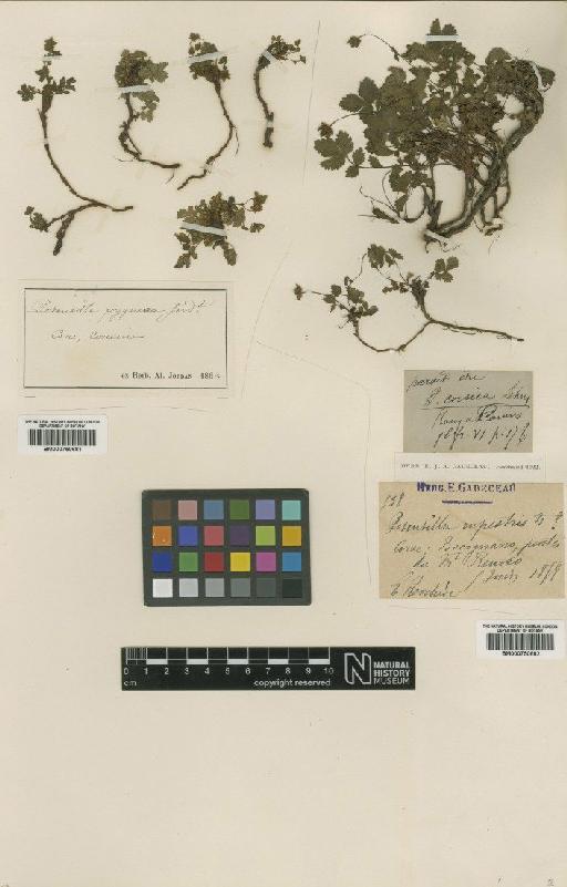Potentilla rupestris L. - BM000750681