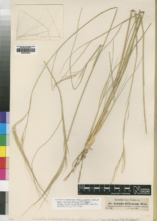 Aristida sieberiana Trin. ex Spreng. - BM000922922