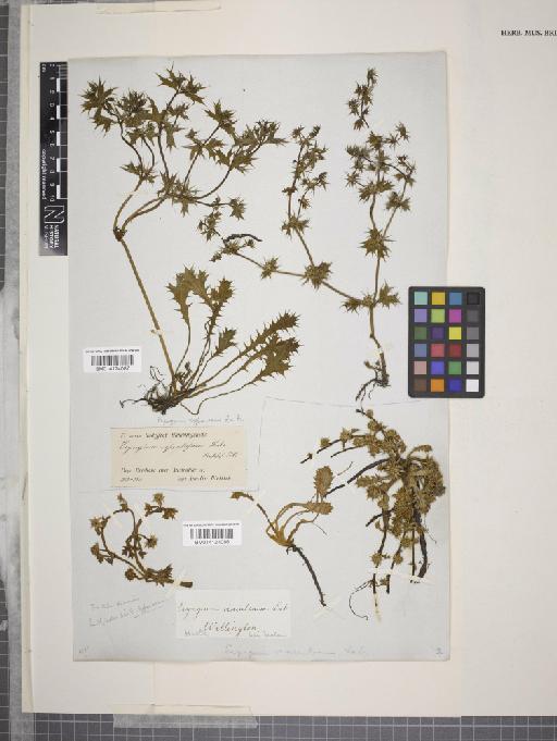 Eryngium expansum F.Muell. - 014124086