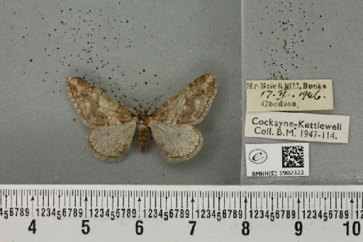 Agriopis leucophaearia (Denis & Schiffermüller, 1775) - BMNHE_1902322_462867