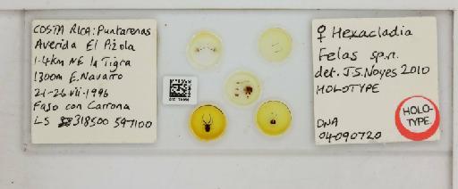 Hexacladia felas Noyes, 2010 - 010178958_Hexacladia_felas_HT F_slide labels