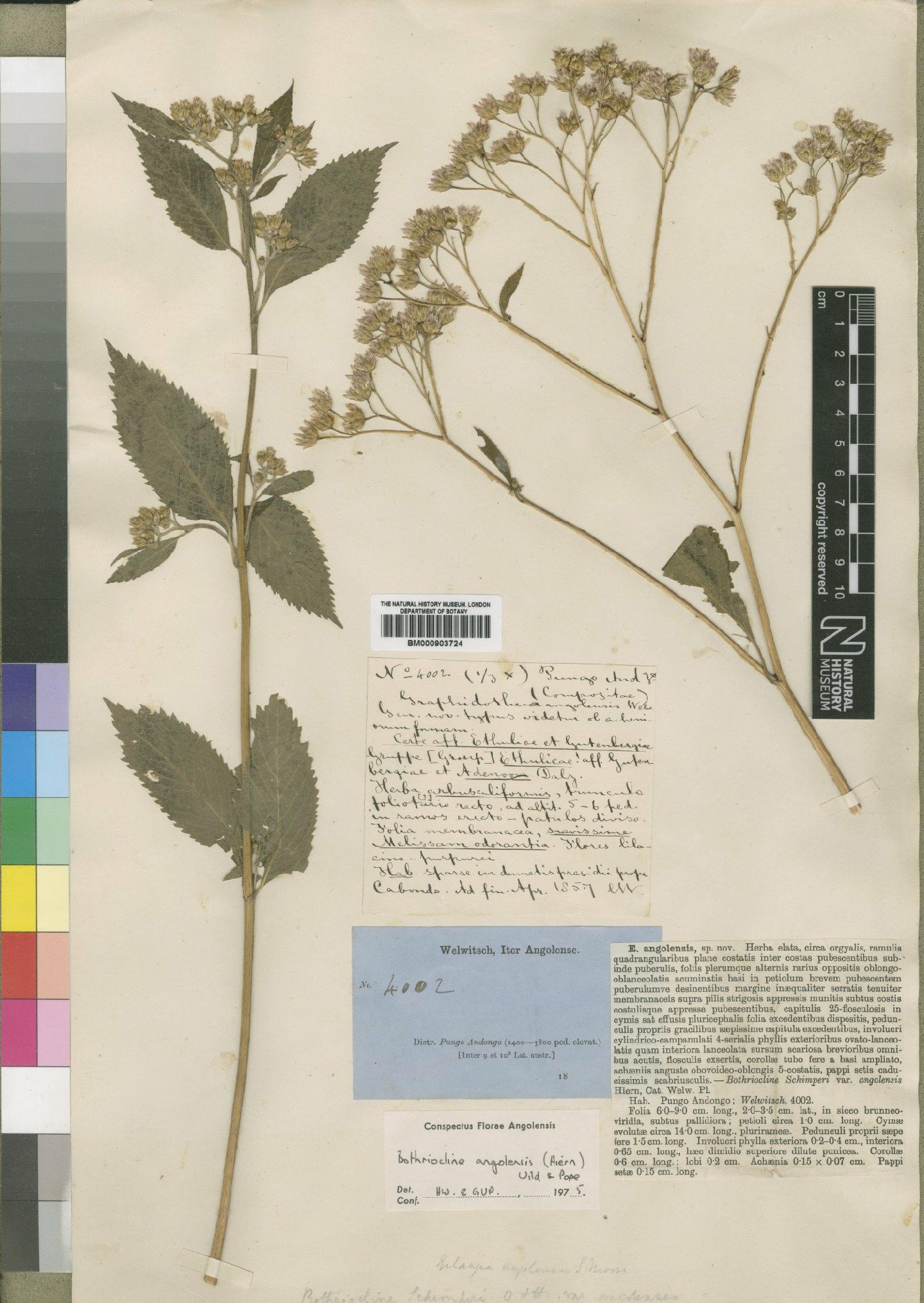 To NHMUK collection (Bothriocline angolensis (Hiern) Wild & G.V.Pope; Type; NHMUK:ecatalogue:4528730)