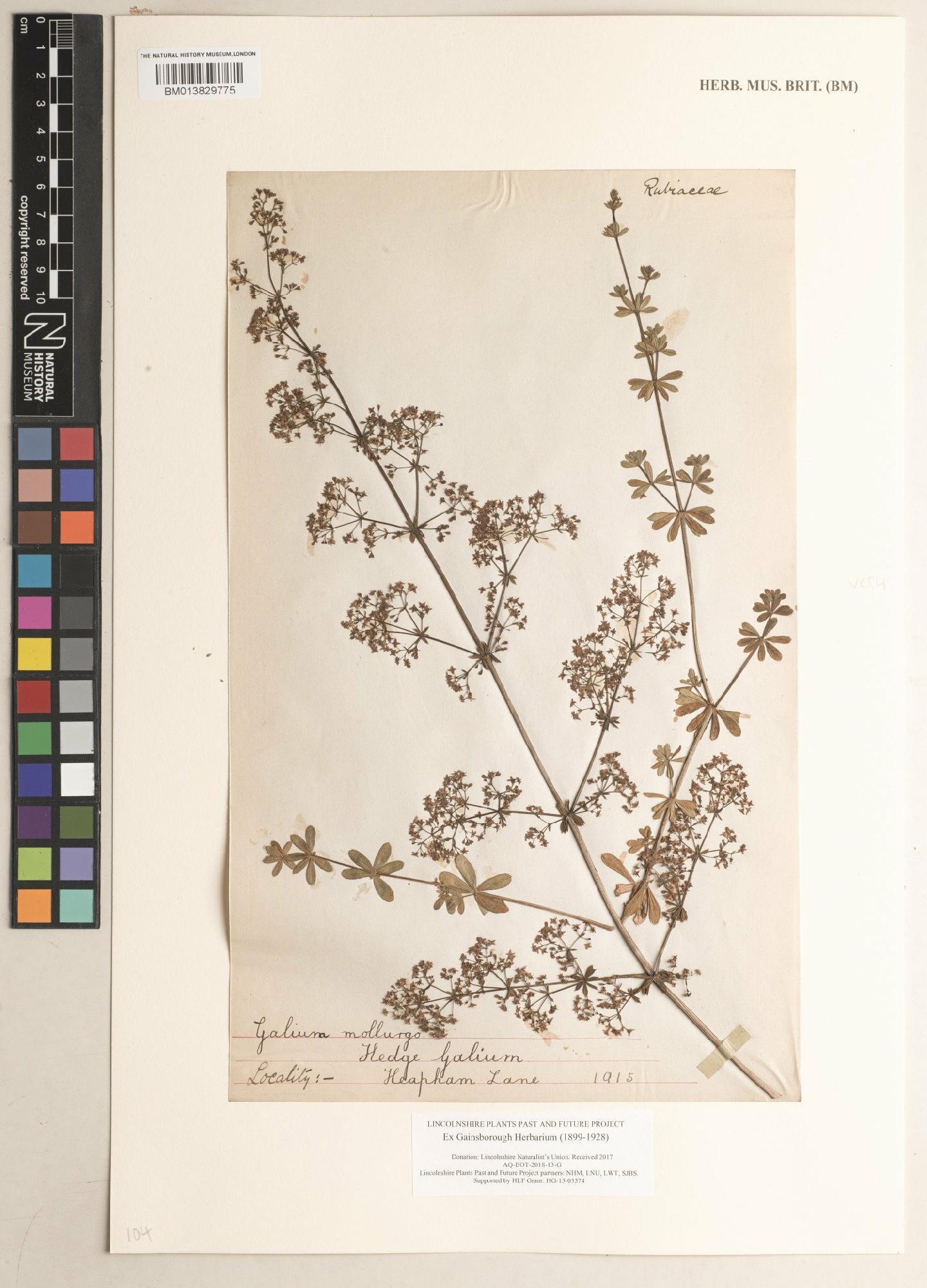 To NHMUK collection (Galium mollugo L.; NHMUK:ecatalogue:9502113)