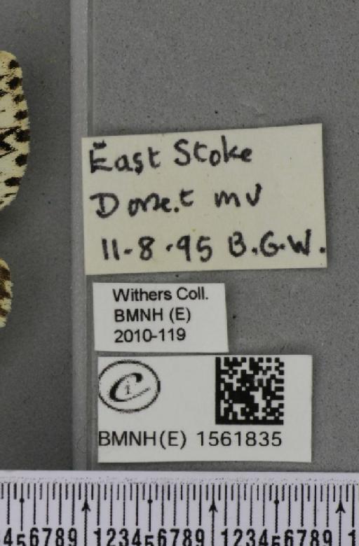 Lymantria monacha (Linnaeus, 1758) - BMNHE_1561835_label_251532