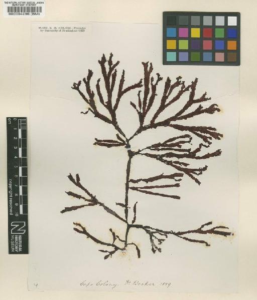 Gracilaria beckeri (J.Agardh) Papenf. - BM000054296