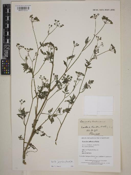 Torilis japonica (Houtt.) DC. - BM013858381