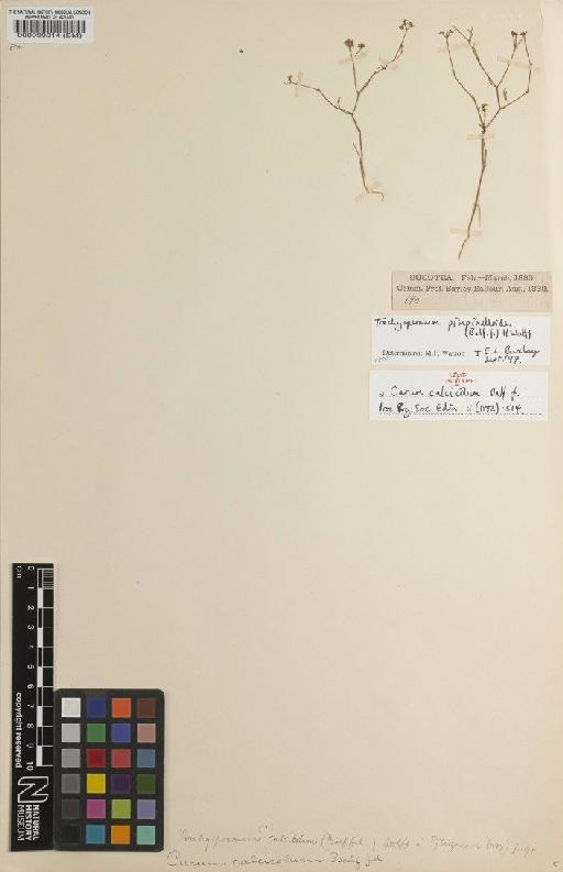 Trachyspermum pimpinelloides (Balf.f.) H.Wolff - BM000099814