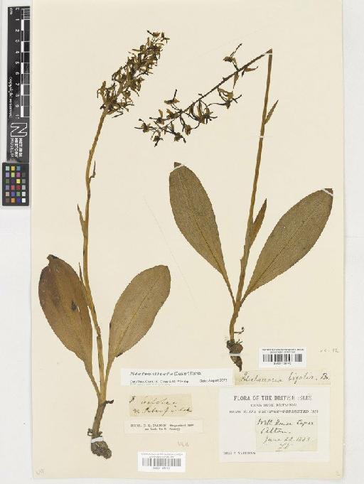 Platanthera chlorantha (Custer) Rchb. - BM001128103